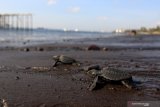 Tukik berjalan menuju Pantai Warudoyong, Banyuwangi, Jawa Timur, Kamis (5/9/2019). Untuk menjaga kelestarian penyu, PT KAI bersama pemerhati Penyu Banyuwangi Sea Turtle Fondation mengajak siswa Sekolah Dasar melepaskan tukik sebagai upaya edukasi dalam menjaga ekosistem laut. Antara Jatim/Budi Candra Setya/zk