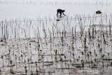 Warga menanam dan merawat tanaman bakau (mangrove) di pesisir pantai Alue Naga, Banda Aceh, Aceh, Jumat (6/9/2019). Konservasi hutan mangrove sangat bermanfaat untuk melindungi dan menjaga keseimbangan ekosistem, melindungi flora fauna dan mempunyai peranan penting dalam melindungi daerah pantai dari erosi serta abrasi. Antara Aceh / Irwansyah Putra.