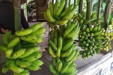 Pedagang pisang sulit peroleh pasokan akibat musim kemarau