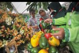 Pengunjung melihat koleksi tanaman hias dari Tabanan, Bali, pada Festival Florikultura Indonesia 2019, di Padang, Sumatera Barat, Sabtu (7/9/2019). Festival tersebut dihadiri sejumlah pecinta dan pengusaha tanaman hias dari seluruh Indonesia untuk mendorong industri florikultura. ANTARA FOTO/Iggoy el Fitra/nym