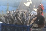 Pekerja mengumpulkan ikan dari kapal nelayan di tempat pelelangan ikan Karangsong, Indramayu, Jawa Barat, Sabtu (7/9/2019). Kementerian Kelautan dan Perikanan (KKP) menyebutkan hingga saat ini Indonesia telah mampu menghasilkan 16 juta ton ikan per tahun. ANTARA FOTO/Dedhez Anggara/agr