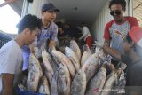 Pekerja mengumpulkan ikan dari kapal nelayan di tempat pelelangan ikan Karangsong, Indramayu, Jawa Barat, Sabtu (7/9/2019). Kementerian Kelautan dan Perikanan (KKP) menyebutkan hingga saat ini Indonesia telah mampu menghasilkan 16 juta ton ikan per tahun. ANTARA FOTO/Dedhez Anggara/agr