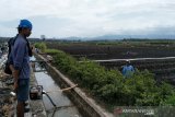 Kulon Progo mengusulkan bantuan traktor roda empat bagi petani Srikayangan