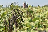 Pekerja memetik kacang hijau di Moneng, Kabupaten Madiun, Jawa Timur, Sabtu (7/9/2019). Petani kacang hijau di wilayah tersebut memasuki musim panen dan hasil panen dijual dengan harga Rp12.500 per kilogram di tingkat petani. Antara Jatim/Siswowidodo/zk.