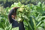 Petani memanen tembakau di Desa Ngale, Pilangkenceng, Kabupaten Madiun, Jawa Timur, Sabtu (7/9/2019). Petani di wilayah tersebut saat ini memasuki musim petik daun bagian bawah tanaman atau daun kepelan dan dijual dengan harga Rp22.000 per kilogram dalam kondisi rajangan kering. Antara Jatim/Siswowidodo/zk.