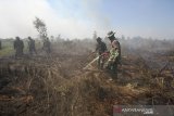 Prajurit TNI berupaya memdamkan api yang membakar lahan gambut di Banjarbaru, Kalimantan Selatan, Rabu (11/9/2019).Berdasarkan data Badan Nasional Penanggulangan Bencana (BNPB) pada Rabu (11/9/2019) terdapat 5.062 titik panas yang terdeteksi dan jumlah lahan yang terbakar periode Agustus 2019 di seluruh provinsi yang terdampak mencapai 328.724 hektare.Foto Antaranews Kalsel/Bayu Pratama S.