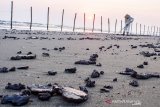 Petugas mengumpulkan ceceran tumpahan minyak mentah di Pantai Sedari, Cibuaya, Karawang, Jawa Barat, Selasa (10/9/2019). Pertamina menyatakan prioritas utama penanganan tumpahan minyak mentah di pesisir karawang adalah memastikan keselamatan tim dan masyarakat. Selain penanganan operasi melalui Emergency Response Tim PHE ONWJ, Pertamina bersama warga terus melakukan kegiatan bersih-bersih Pantai dan terus memantau perkembangan serta melakukan tindakan penyelamatan lingkungan. ANTARA JABAR/M Ibnu Chazar/agr