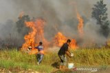 Petugas pemadam kebakaran bersama warga berupaya memdamkan api yang membakar semak belukar di Jalan Kasturi, Banjarbaru, Kalimantan Selatan, Rabu (11/9/2019).Berdasarkan data Badan Nasional Penanggulangan Bencana (BNPB) pada Rabu (11/9/2019) terdapat 5.062 titik panas yang terdeteksi dan jumlah lahan yang terbakar periode Agustus 2019 di seluruh provinsi yang terdampak mencapai 328.724 hektare.Foto Antaranews Kalsel/Bayu Pratama S.