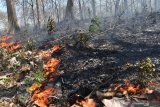 Kobaran api membakar hutan di kawasan hutan jati Saradan, Kabupaten Madiun, Jawa Timur, Kamis (12/9/2019). Pada musim kemarau di kawasan tersebut sering terjadi kebakaran yang  belum diketahui penyebabnya. Antara Jatim/Siswowidodo/zk.