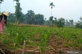 Petani jagung Solok Selatan terancam gagal panen karena serangan hama ulat