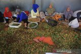 Pekerja menyortir biji cengkih sebelum dijemur di Mandirancan, Kuningan, Jawa Barat, Jumat (13/9/2019). Memasuki musim panen cengkih seperti saat ini, harga cengkih di daerah tersebut mengalami kenaikan dari harga Rp70 ribu per kilogram menjadi Rp77 ribu per kilogram. ANTARA JABAR/Dedhez Anggara/agr