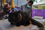 Petugas memberikan vaksin untuk kucing peliharaan di Halaman Puskeswan, Leuwidahu, Kota Tasikmalaya, Jawa Barat, Jumat (13/9/2019). Dalam rangka menyambut Hari Rabies Sedunia pada 28 September, Dinas Pertanian dan Perikanan Kota Tasikmalaya mengadakan pemeriksaan kesehatan sekaligus vaksin rabies gratis bagi warga yang mempunyai hewan peliharaan kucing, anjing, dan kera dengan target 265 hewan. ANTARA JABAR/Adeng Bustomi/agr