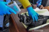 Petugas memeriksa suhu badan hewan peliharaan musang di Halaman Puskeswan, Leuwidahu, Kota Tasikmalaya, Jawa Barat, Jumat (13/9/2019). Dalam rangka menyambut Hari Rabies Sedunia pada 28 September, Dinas Pertanian dan Perikanan Kota Tasikmalaya mengadakan pemeriksaan kesehatan sekaligus vaksin rabies gratis bagi warga yang mempunyai hewan peliharaan kucing, anjing, dan kera dengan target 265 hewan. ANTARA JABAR/Adeng Bustomi/agr