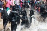 Warga yang berdandan kebo-keboan (kerbau) berada dikubangan pada ritual adat Kebo-keboan Alasmalang, Banyuwangi, Jawa Timur, Minggu (15/9/2019). Ritual adat yang berlangsung satu tahun sekali pada bulan muharram tersebut, merupakan tradisi warisan leluhur yang sudah berlangsung sejak ratusan tahun sebagai ungkapan rasa syukur masyarakat Alasmalang atas hasil panen selama satu tahun. Antara Jatim/Budi Candra Setya/zk.