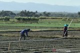 Petani di Gunung Kidul diminta waspadai hama ulat grayak