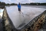 Petani memecahkan kristal garam untuk memudahkan proses panen di Desa Bunder, Pamekasan, Jawa Timur, Senin (16/9/2019). Kementerian Kelautan dan Perikanan (KKP) menyebutkan produksi garam rakyat per Agustus 2019 mencapa 197.462 ribu ton atau dibawah target sebesar 2,3 juta ton pada tahun ini.Â Sementara produksi PT. Garam mencapai 80.500 ton, sehingga produksi garam nasional secara keseluruhan mencapai 277.92 ton. Antara Jatim/Saiful Bahri/zk.