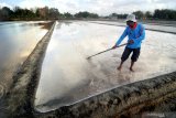 Petani memecahkan kristal garam untuk memudahkan proses panen di Desa Bunder, Pamekasan, Jawa Timur, Senin (16/9/2019). Kementerian Kelautan dan Perikanan (KKP) menyebutkan produksi garam rakyat per Agustus 2019 mencapa 197.462 ribu ton atau dibawah target sebesar 2,3 juta ton pada tahun ini.Â Sementara produksi PT. Garam mencapai 80.500 ton, sehingga produksi garam nasional secara keseluruhan mencapai 277.92 ton. Antara Jatim/Saiful Bahri/zk.