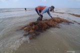 Petani memanen rumput laut di Desa Tanjung, Pamekasan, Jawa Timur, Senin (16/9/2019). Produksi rumput laut di daerah turun dari biasanya mencapai  800 kg  menjadi 600 kg per ancak, karena  rontok akibat tingginya suhu air laut dan angin kencang. Antara Jatim/Saiful Bahri/zk.