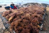 Pekerja menjemur rumput laut di Desa Tanjung, Pamekasan, Jawa Timur, Senin (16/9/2019). Produksi rumput laut di daerah turun dari biasanya mencapai  800 kg  menjadi 600 kg per ancak, karena  rontok akibat tingginya suhu air laut dan angin kencang. Antara Jatim/Saiful Bahri/zk.