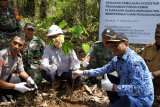 DSLNG tanam 500 bibit kemiri dalam habitat burung maleo