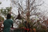 Dua Orangutan jantan dan betina berhasil diselamatkan di lokasi Karhutla