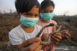 Anak-anak menunjukkan seekor ular yang telah mati akibat kebakaran lahan gambut di kawasan Landasan Ulin, Banjarbaru, Kalimantan Selatan, Kamis (19/9/2019).Kota Banjarbaru kini berstatus darurat Kebakaran hutan dan lahan (Karhutla) karena paling terdampak Karhutla dan Satgas Karhutla bersama relawan pemadam kebakaran beserta warga terus berupaya memadamkan Karhutla yang terus meluas di sejumlah daerah Provinsi Kalsel.Foto Antaranews Kalsel/Bayu Pratama S.