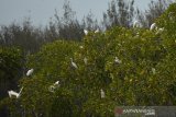 Kawanan burung kuntul (Egretta garzetta) berada di kawasan tambak pantai cemara Desa Sugihwaras, Tuban, Jawa Timur, Kamis (19/9/2019). Burung kuntul merupakan burung pemakan ikan, krustasea, katak, serangga air, dan belalang yang sering berbaur dengan jenis burung lain. Antara Jatim/Syaiful Arif/zk.