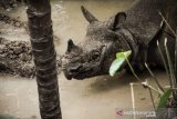 Aceh bakal bangun konservasi badak sumatera di Lampung