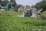Pekerja menggunakan alat berat membersihkan eceng gondok yang menutup permukaan sungai Cimanuk, Indramayu, Jawa Barat, Jumat (20/9/2019). Pembersihan tanaman air tersebut untuk mengurangi resiko pendangkalan sungai akibat pertumbuhan eceng gondok yang tak terkendali. ANTARA FOTO/Dedhez Anggara/agr