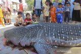 Sejumlah anak melihat bangkai hiu paus (Whale Shark) yang ditemukan mati di pantai Ambulu, Losari, Cirebon, Jawa Barat, Jumat (20/9/2019). Hiu paus berukuran 4,7 meter tersebut ditemukan tersangkut jaring nelayan dalam kondisi mati. ANTARA FOTO/Cholid Prabowo/DA/agr