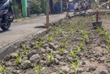 Warga tanam jagung di bekas galian drainase Jalan Supomo