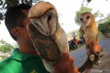 Petugas memperlihatkan sepasang burung hantu jenis Serak Jawa (tyto alba) ke dalam kotak sarang di area persawahan Desa Paron, Kediri, Jawa Timur, Selasa (24/9/2019). Pemerintah daerah setempat memberikan bantuan burung hantu kepada sejumlah kelompok tani guna mengendalikan populasi hama tikus. Antara Jatim/Prasetia Fauzani/zk.