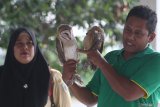 Petugas melakukan sosialisasi pemanfaatan burung hantu jenis Serak Jawa (tyto alba) kepada petani di area persawahan Desa Paron, Kediri, Jawa Timur, Selasa (24/9/2019). Pemerintah daerah setempat memberikan bantuan burung hantu kepada sejumlah kelompok tani guna mengendalikan populasi hama tikus. Antara Jatim/Prasetia Fauzani/zk.