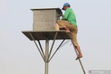 Petani memasukkan burung hantu jenis Serak Jawa (tyto alba) ke dalam kotak sarang di area persawahan Desa Paron, Kediri, Jawa Timur, Selasa (24/9/2019). Pemerintah daerah setempat memberikan bantuan burung hantu kepada sejumlah kelompok tani guna mengendalikan populasi hama tikus. Antara Jatim/Prasetia Fauzani/zk.