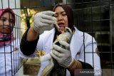 Dokter hewan dan petugas Balai Konservasi Sumber Daya Alam (BKSDA) Aceh memberi vitamin pada burung elang tikus (Elanus caeruleus) hasil sitaan di Banda Aceh, Aceh, Kamis (26/9/2019). BKSDA Aceh menyita burung elang tikus, rangkong badak dan macan akar yang merupakan satwa langka dilindungi yang dipeliharaan warga di Kota Banda Aceh dan Kabupaten Aceh Utara untuk direhabilitasi dan dikembalikan kehabitatnya. Antara Aceh/Irwansyah Putra