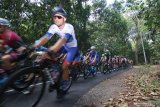 Pebalap sepeda beradu cepat pada Kejuaraan Internasional Tour de Banyuwangi Ijen (ITdBI) 2019 etape kedua di Banyuwangi, Jawa Timur, Kamis (26/9/2019).  Pada etape kedua ITdBI 2019 dimulai dari Taman Nasional Alas Purwo dan finis di halaman Pemkab Banyuwangi dengan menempuh jarak 148,2 kilometer. Antara Jatim/Budi Candra Setya/zk.