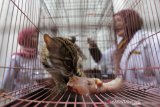 Seekor macan akar atau kucing hutan (Felis bengalensis) hasil sitaan berada dalam kandang Balai Konservasi Sumber Daya Alam (BKSDA) Aceh di Banda Aceh, Aceh, Kamis (26/9/2019). Selain menyita macan akar, BKSDA Aceh menyita burung elang tikus dan rangkong badak yang merupakan satwa langka dan dilindungi peliharaan warga di Kota Banda Aceh dan Kabupaten Aceh Utara untuk direhabilitasi serta dikembalikan kehabitatnya. Antara Aceh/Irwansyah Putra.