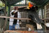 Dokter hewan Balai Konservasi Sumber Daya Alam (BKSDA) Aceh memberi vitamin pada seekor burung Rangkong Badak (Buceros rhinoceros) hasil sitaan di Banda Aceh, Aceh, Kamis (26/9/2019). Burung Rangkong Badak yang termasuk jenis burung terbesar di Asia merupakan satwa langka dan dilindungi itu diambil paksa oleh petugas BKSDA dari warga untuk direhabilitasi untuk dikembalikan kehabitatnya. Antara Aceh/Irwansyah Putra.