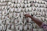 Warga menjemur ikan kayu di Desa Syiah Kuala, Banda Aceh, Aceh, Jumat (27/6/2019). Ikan kayu yang dibuat dari ikan tongkol telah menjadi salah satu industri rumah tangga khas Aceh yang dijual Rp 30.000 hingga Rp40.000 per kilogram. Antara Aceh/Irwansyah Putra.