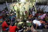 Masyarakat adat Dayak Meratus mengikuti ritual Batandik saat Aruh Bawanang di Balai Adat Kampung Kiyu, Desa Hinas Kiri, Kabupaten Hulu Sungai Tengah, Kalimantan Selatan, Sabtu (28/9/2019)malam.Masyarakat adat Dayak Meratus Kampung Kiyu melakukan tradisi tahunan Aruh Bawanang yang artinya sujud syukur dari hasil panen yang sudah didapat setiap tahunnya.Foto Antaranews Kalsel/Bayu Pratama S.