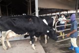 Produksi susu sapi GGL  capai 6.500 per liter dalam sehari