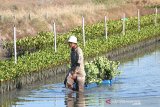 Warga memanen bibit mangrove untuk di jual di desa Pabean ilir, Pasekan, Indramayu, jawa Barat, Kamis (3/10/2019). Warga setempat membudidayakan bibit mangrove untuk dijual ke berbagai daerah dengan harga Rp1000 per bibit. ANTARA JABAR/Dedhez Anggara/agr