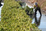 Warga memanen bibit mangrove untuk di jual di desa Pabean ilir, Pasekan, Indramayu, jawa Barat, Kamis (3/10/2019). Warga setempat membudidayakan bibit mangrove untuk dijual ke berbagai daerah dengan harga Rp1000 per bibit. ANTARA JABAR/Dedhez Anggara/agr