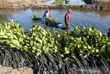 Warga memanen bibit mangrove untuk di jual di desa Pabean ilir, Pasekan, Indramayu, jawa Barat, Kamis (3/10/2019). Warga setempat membudidayakan bibit mangrove untuk dijual ke berbagai daerah dengan harga Rp1000 per bibit. ANTARA JABAR/Dedhez Anggara/agr