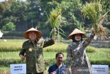 Bupati dorong budi daya sistem minapadi tingkatkan pendapatan petani