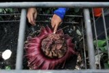 Petugas Dinas Lingkungan Hidup mengamati bunga bangkai (Amorphophallus Paeoniifolius) yang tumbuh di dalam area sekolah SDN Kayuringin Jaya II, di Bekasi, Jawa Barat, Jumat (4/10/2019). Temuan bunga bangkai tersebut selanjutnya ditindaklanjiuti dengan pemasangan pembatas kerangka besi guna keperluan konservasi serta penelitian lebih lanjut. ANTARA FOTO/Risky Andrianto/nym