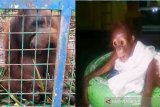 Induk dan bayi orangutan korban kebakaran hutan direhabilitasi