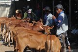 Pedagang menunggui anakan sapi dagangannya di Pasar Keppo, Pamekasan, Jawa Timur, Sabtu (5/10/2019). Menjelang musim hujan harga anakan sapi naik dari bulan lalu Rp4 juta-Rp5 juta menjadi Rp5 juta-Rp6.5 juta per ekor. Sementara harga sapi siap potong justru turun dari Rp12 juta-Rp19 juta menjadi Rp11 juta-Rp17 juta per ekor karena permintaan pasar dari sejumlah daerah turun. Antara Jatim/Saiful Bahri/zk.