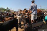 Pedagang menunggui sapi dagangannya di Pasar Keppo, Pamekasan, Jawa Timur, Sabtu (5/10/2019). Menjelang musim hujan harga anakan sapi naik dari bulan lalu Rp4 juta-Rp5 juta menjadi Rp5 juta-Rp6.5 juta per ekor. Sementara harga sapi siap potong justru turun dari Rp12 juta-Rp19 juta menjadi Rp11 juta-Rp17 juta per ekor karena permintaan pasar dari sejumlah daerah turun. Antara Jatim/Saiful Bahri/zk.