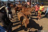 Pedagang menunggui sapi dagangannya di Pasar Keppo, Pamekasan, Jawa Timur, Sabtu (5/10/2019). Menjelang musim hujan harga anakan sapi naik dari bulan lalu Rp4 juta-Rp5 juta menjadi Rp5 juta-Rp6.5 juta per ekor. Sementara harga sapi siap potong justru turun dari Rp12 juta-Rp19 juta menjadi Rp11 juta-Rp17 juta per ekor karena permintaan pasar dari sejumlah daerah turun. Antara Jatim/Saiful Bahri/zk.